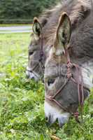 two donkeys eating grass. outdoor picture