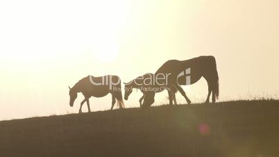 Horses against backlight