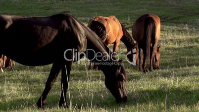 Pasture at Sunset