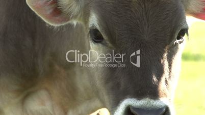 Curious Calf