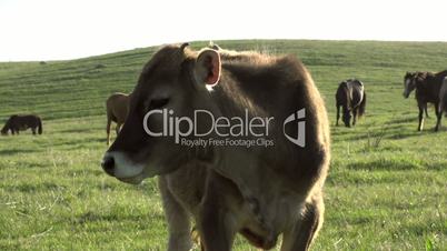 Curious Calf