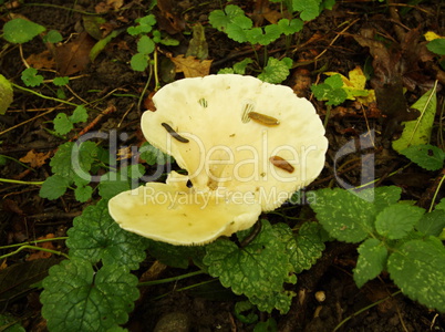 slugs on mushroom