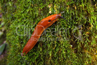 slug in the forest