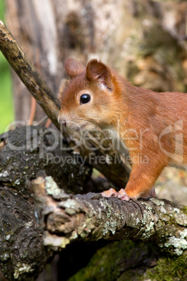 eichhörnchen