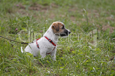 jack russel-welpe