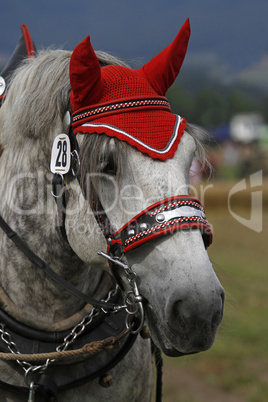 percheron