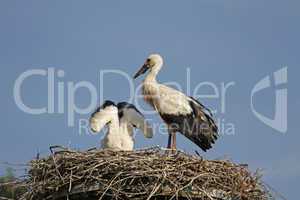 weißstörche (jungvögel) im nest