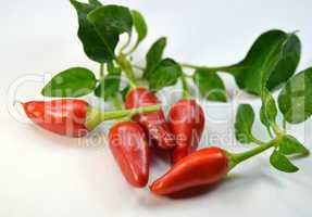 Small fresh  hot peppers