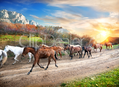 Running horses