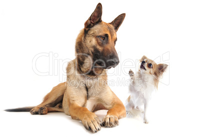 malinois and chihuahua