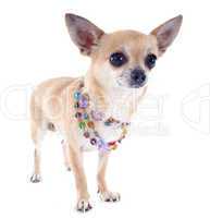 chihuahua and collar