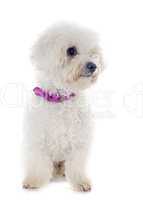 bichon frise