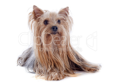 yorkshire terrier