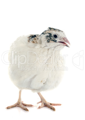 white quail