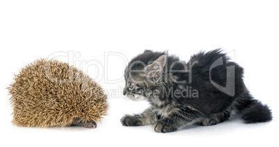hedgehog and kitten
