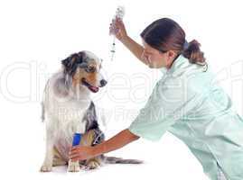 vet and dog