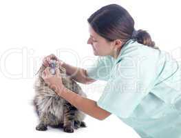 maine coon cat and vet