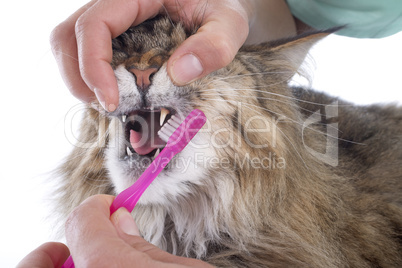 maine coon cat and toothbrush