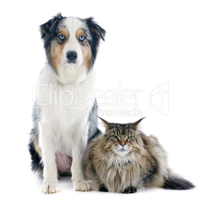 australian shepherd and maine coon