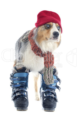 australian shepherd and ski shoes