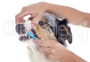 australian shepherd and toothbrush