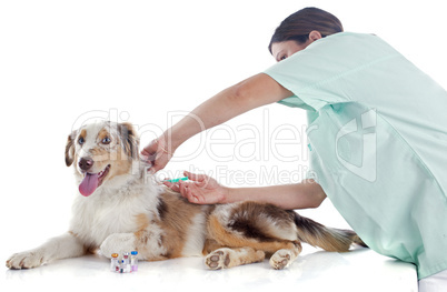 australian shepherd and vet