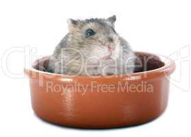 russian hamster in bowl