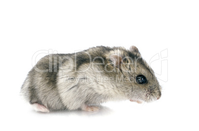 russe hamster