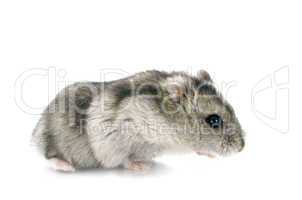 russe hamster