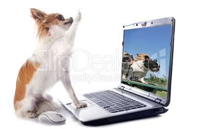 chihuahua and computer