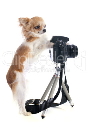 chihuahua and camera