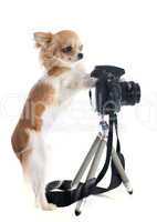 chihuahua and camera