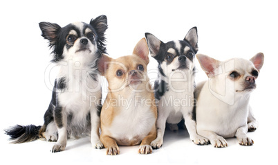 chihuahuas