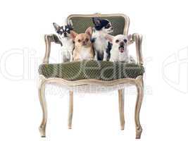 antique chair and chihuahuas