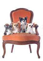 antique chair and chihuahuas