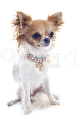 chiot chihuahua