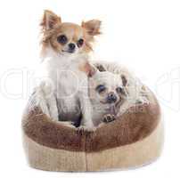 chihuahuas in dog bed