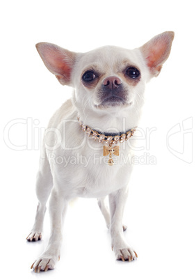 chihuahua and collar