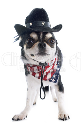 american chihuahua