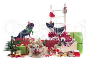 christmas chihuahuas