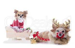 chihuahuas and sledge