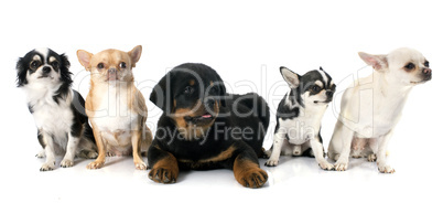 puppy rottweiler and chihuahuas