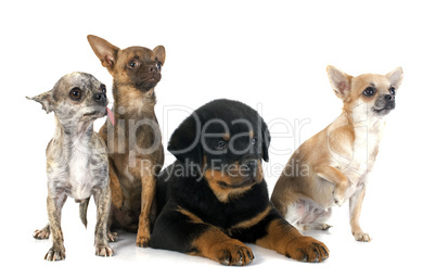 puppy rottweiler and chihuahuas