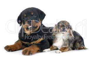 chiot rottweiler  to chihuahua