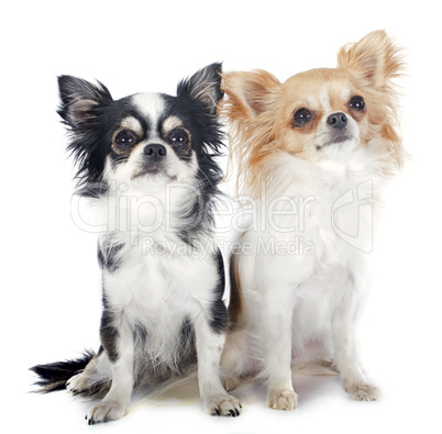 chihuahuas