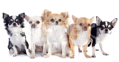 chihuahuas