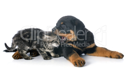 young rottweiler and kitten