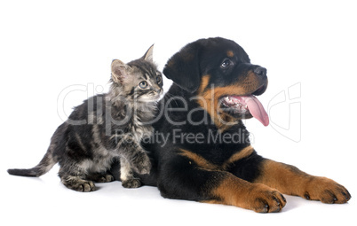 puppy rottweiler and kitten