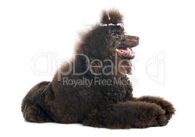 brown poodle