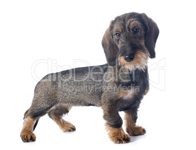 puppy wire haired dachshund